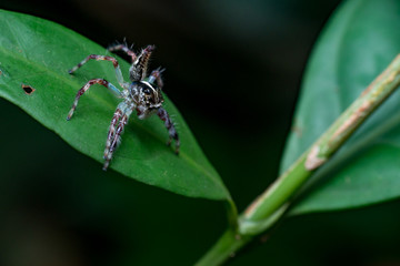 Female Pancorius Jumper (Pancorius cf. magnus) Jumping Spider stay still on a green leaf