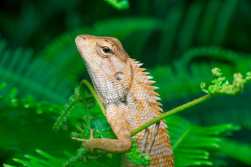 Oriental garden lizard (Calotes versicolor juvenile) climbing the bush full of ferns, waiting calmly