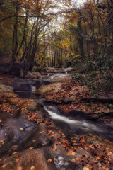 Autumn in Montseny