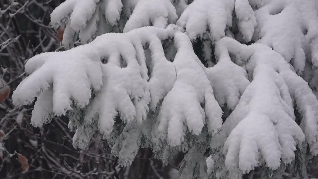 Schnee auf Fichtenzweig, Astbruchgefahr, Nadelwald im Winter, Picea, 4 K