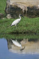 Black-headed Ibis in Arugam bay lagoon, Sri Lanka
