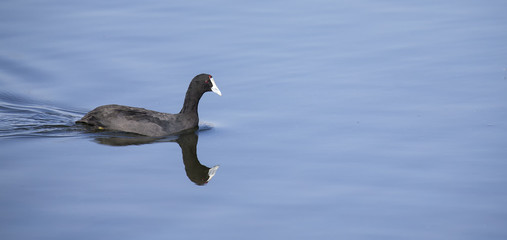 Red knobbed Coot swimming on smooth blue water