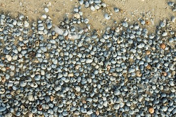 Shells on the riverside in winter time. Macro shot.