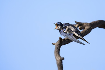 Close-up of a white-throated swallow sit on from wood perch
