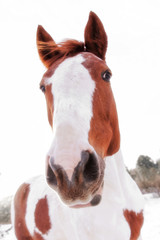 Head of brown-white horse