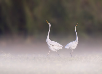 Egrets Dancing A Ballet