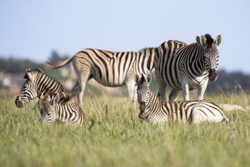 Fototapeta na wymiar Zebra herd resting on short green grass in nature reserve