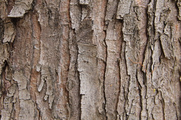 Tree bark texture. Wood background