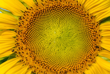 Macro pollen of Sunflower