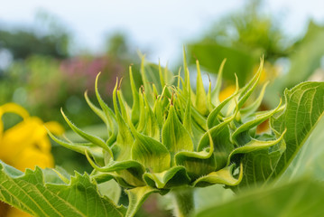 Sun flower bud