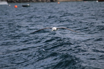 New Zealand - Stewart Island