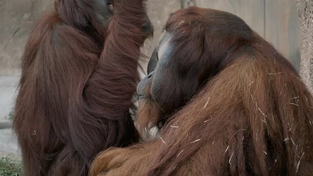 Adult Male Orangutan Looks Over Shoulder into Camera, 4K