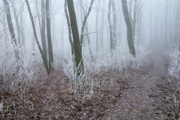 winter forest