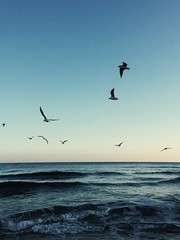 Fototapeta na wymiar sea ​​sunset and flying seagulls