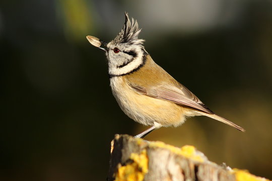 crested tit eating sunflower seed