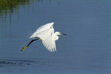 Little egret in Arugam bay lagoon, Sri Lanka