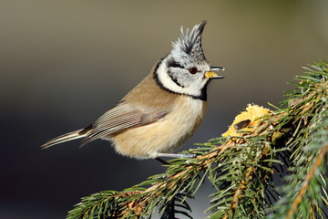 cute crested tit
