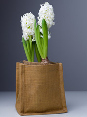 White hyacinths in a jute vase on a dark grey background