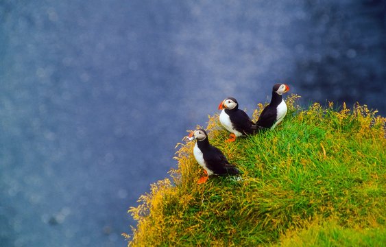 Papageitaucher/ Puffin (Fratercula arctica) auf der Steilk&uuml;ste des Kaps Dyrholaey, Su&eth;urland, Island, Europa