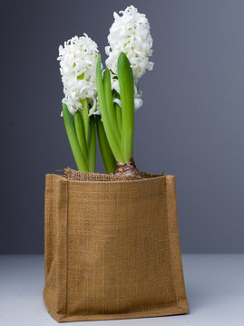 Fototapeta White hyacinths in a jute vase on a dark grey background