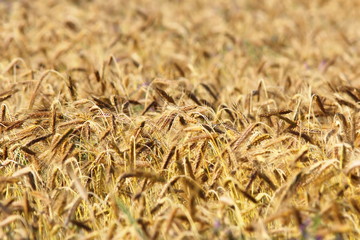 detail of wheat agricultural field