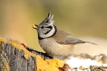 european crested tit eating lard in the garden