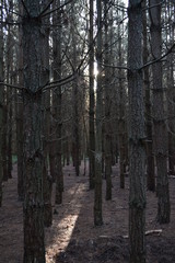 forest trees