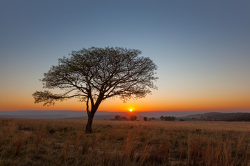 Fototapeta na wymiar Sunrise and lone tree