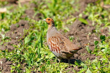 grey partrigdge on plowed land