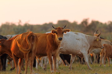 herd of cattle in sunset light