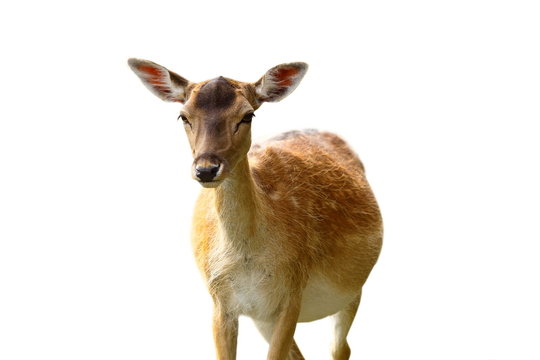isolated fallow deer hind