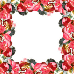 Beautiful floral background with pink begonias 
