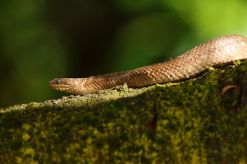 smooth snake on branch