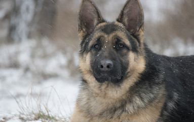 Shepherd on winter walk
