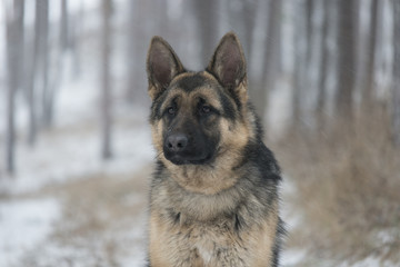 German Shepherd on a winter walk in the woods