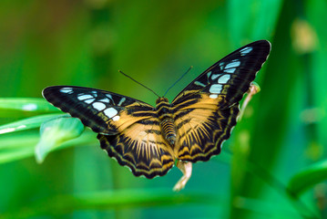 Fototapeta na wymiar The Clipper species of nymphalid butterfly (Parthenos sylvia)