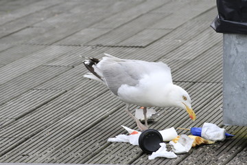 Freche Möwe macht der Müllabfuhr Konkurenz in Bremerhaven