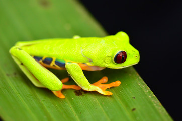 Rotaugenlaubfrosch