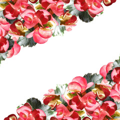 Beautiful floral background with pink begonias 