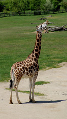 Obraz premium Giraffe