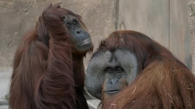 Male Orangutan Sitting next to Female, 4K