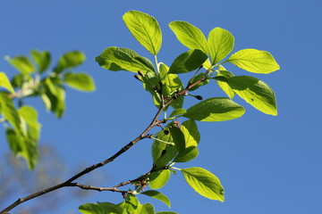 Obraz premium Green spring leaves on a plum tree with blue sky
