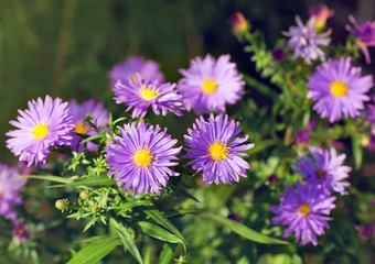 aster flowers