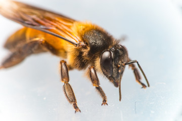 Stingless Male drone Giant Honey Bee, (Apis dorsata), with 3 ocellis on its head, isolated with white background, showing its right view 