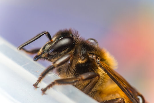 extreme and close up view of Stingless Male drone Giant Honey Bee, (Apis dorsata), with 3 ocellis on its head, isolated with purple background, showing its left view climbing a tupperware diagonally