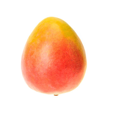 One ripe red and orange mango