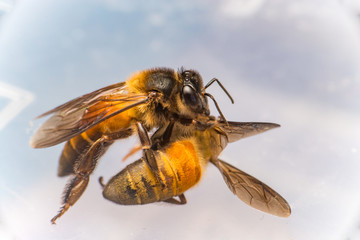 Strong Stingless Male drone Giant Honey Bee, (Apis dorsata), with 3 ocellis on its head, on a translucent and  white surface, practising cannibalism by eating a dead Giant Honey Bee