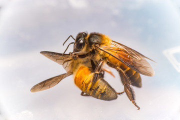 Strong Stingless Male drone Giant Honey Bee, (Apis dorsata), with 3 ocellis on its head, on a translucent and  white surface, practising cannibalism by eating a dead Giant Honey Bee