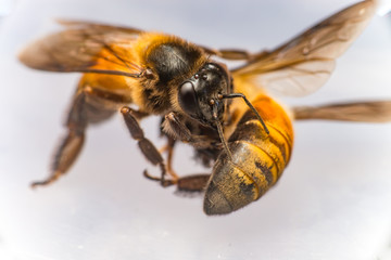Strong Stingless Male drone Giant Honey Bee, (Apis dorsata), with 3 ocellis on its head, on a translucent and  white surface, practising cannibalism by eating a dead Giant Honey Bee