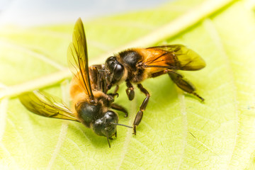Stingless Male drone Giant Honey Bee, (Apis dorsata), with 3 ocellis on its head, on a green leaf and white surface, practising cannibalism by eating a dead Giant Honey Bee